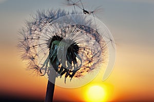 White Dandelion in the sky with the sun