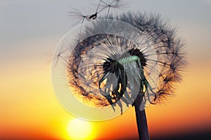 White Dandelion in the sky with the sun