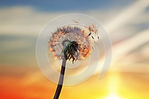 White Dandelion in the sky with the sun