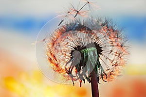 White Dandelion in the sky with the sun