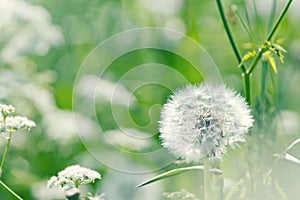 White dandelion in a sunny flower meadow