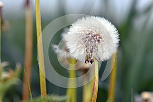 White Dandelion Taraxacum flower head composed of numerous small seedheads in front of blurry meadow