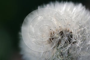 White Dandelion (Taraxacum Officinale) Flower Close-Up