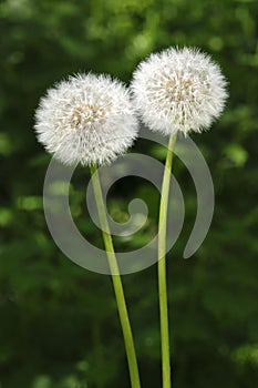 White dandelion or Taraxacum seed heads on long stems