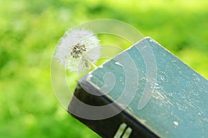 White dandelion and vintage book