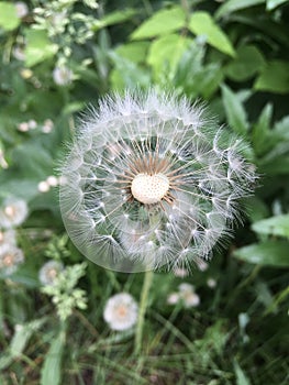 Ð white dandelion was blown away by a gust of wind.