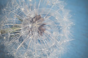 White Dandelion with Water Drops Retro