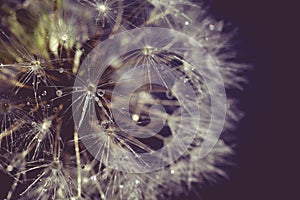 White Dandelion with Water Drops Retro