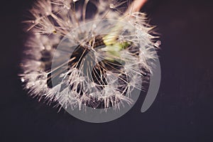 White Dandelion with Water Drops Retro