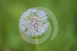 White dandelion with waterdrops