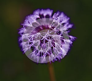 Dandelion with waterdrops