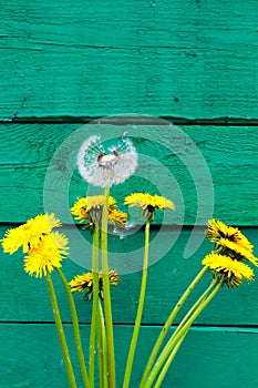 White dandelion on the wooden green surface. wild flowers.