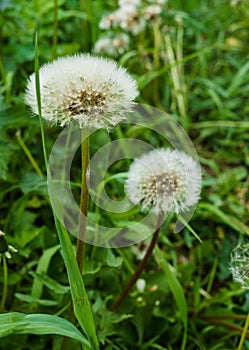 White dandelions on a background of green grass. Seeds of dandelions with white fluff