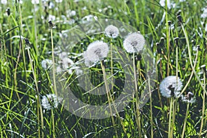 White dandelions on the field