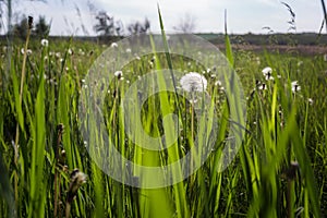 White dandelions on the field