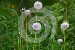 White dandelions in the forest in summer