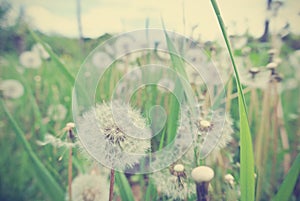 White dandelions in the grass, vintage concept.