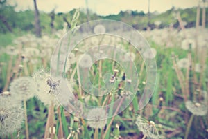 White dandelions in the green field, vintage concept.