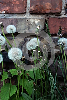 White dandelions in green grass, vertical. Dandelion flower on brick wall background. Springtime nature. Spring landscape.