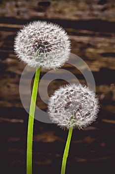 White Dandelions Green Stems in a Forest - Plants and Nature Walk