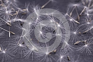 White dandelions seeds on black background