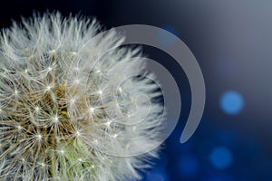 White dandelions seeds on blue background