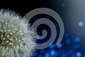 White dandelions seeds on blue background