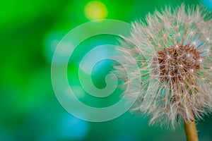 White dandelions seeds on green background