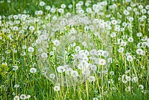 White dandelions in spring