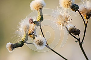 White dandelions in a Spring day