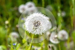 White dandelions in spring, one lumpy plan.