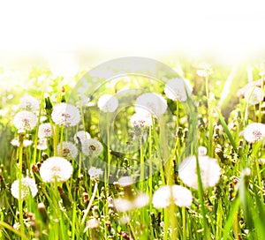 White dandelions on sunny spring meadow