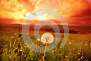 White dandelions on sunrise