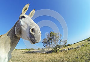 White dankey in Africa