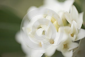 White daphne flower