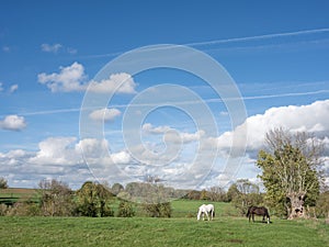 white and dark horse graze in green grassy meadow of belgian countryside between brussels and charleroi