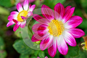 White and dark-pink bloom of dahlia Sweetheart in garden, blurred background