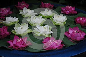 Bílý a tmavý růžový lotosy 