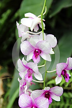 White and Dark Red Butterfly Orchid