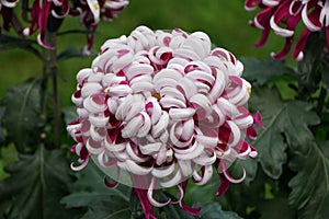 White and dark red color of Chrysanthemum `Lili Gallon`