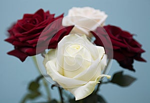 White and is dark-red roses