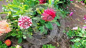 White and dark red semi cactus dahlias in a garden