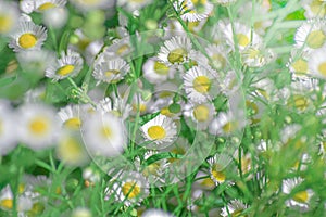 White dasies flower with soft sunlight in dasie field, Close-up of White Dasie flowers in the garden ,flower background for design