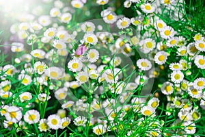 White dasies flower with soft sunlight in dasie field, Close-up of White Dasie flowers in the garden ,flower background for design