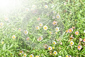 White dasies flower with soft sunlight in dasie field, Close-up of White Dasie flowers in the garden ,flower background for design