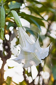 White Datura also known as devils trumpets