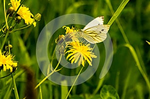 White day butterfly.