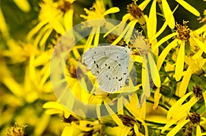 White day butterfly.