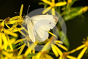 White day butterfly.