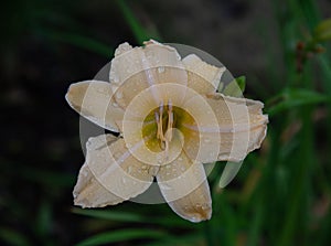 White Daylilies Flower